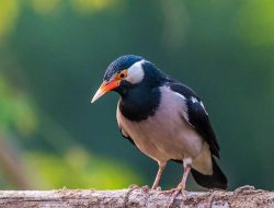 Jalak Suren : Burung Endemic Jawa yang Terancam Punah