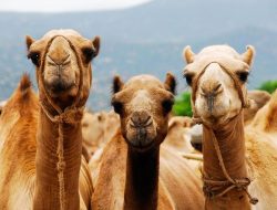 Dokter Minta Waspadai Flu Unta, Seberapa Berbahaya?