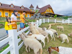 4 Wisata Baru di Jawa Tengah, dari Cheese Park sampai Jembatan Kaca!