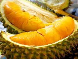 Daerah Penghasil Durian Terenak di Jawa Tengah