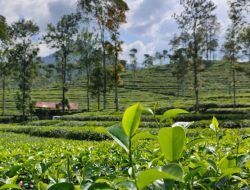 Indahnya Kebun Teh Pagilaran, Cocok Buat Healing