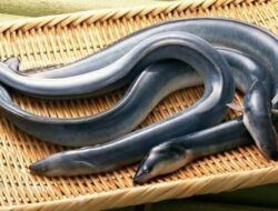 Unagi dari Cilacap, Jadi Primadona Ekspor di Jepang