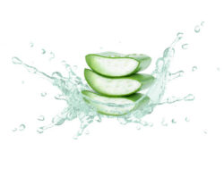 7 Manfaat Aloe Vera! Rahasia Tetap Sehat dan Cantik