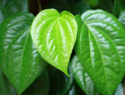 Bukan Hanya Obat! 7 Manfaat Daun Sirih Bagi Kesehatan