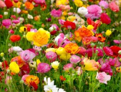 7 Bunga Cantik ini Ternyata Berbahaya dan Beracun