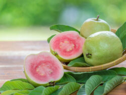 Olahan Sehat dari Jambu Biji untuk Buka Puasa