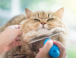 Biar Tetap Sehat, 6 Tips Merawat Kucing yang Baik