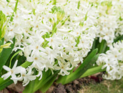 Wow! Berikut 6 Bunga Cantik Asli Indonesia