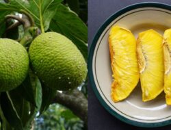 Kaya Manfaat ! Berikut 5 Resep Special Olahan Buah Sukun