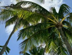 Pohon Kelapa, Segudang Manfaat untuk Kehidupan Sehari-hari