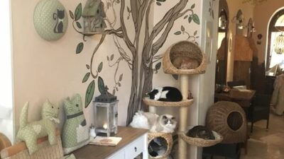 Rekomendasi Kafe Kucing Ini Patut Dicoba Bagi Cat Lovers
