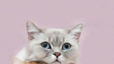 Ras Kucing Termahal di Dunia, Cat Lovers Berminat Mengoleksinya?