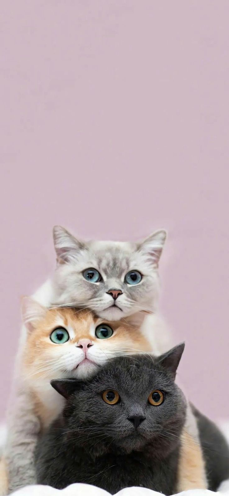 Ras Kucing Termahal di Dunia, Cat Lovers Berminat Mengoleksinya?