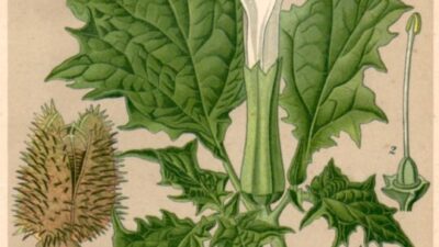 Mengenal Bahaya Tanaman Kecubung bagi Kesehatan dan Lingkungan