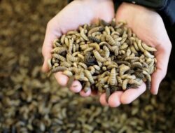 UNNES Berikan Pelatihan Budidaya Maggot untuk Pengolahan Sampah Organik