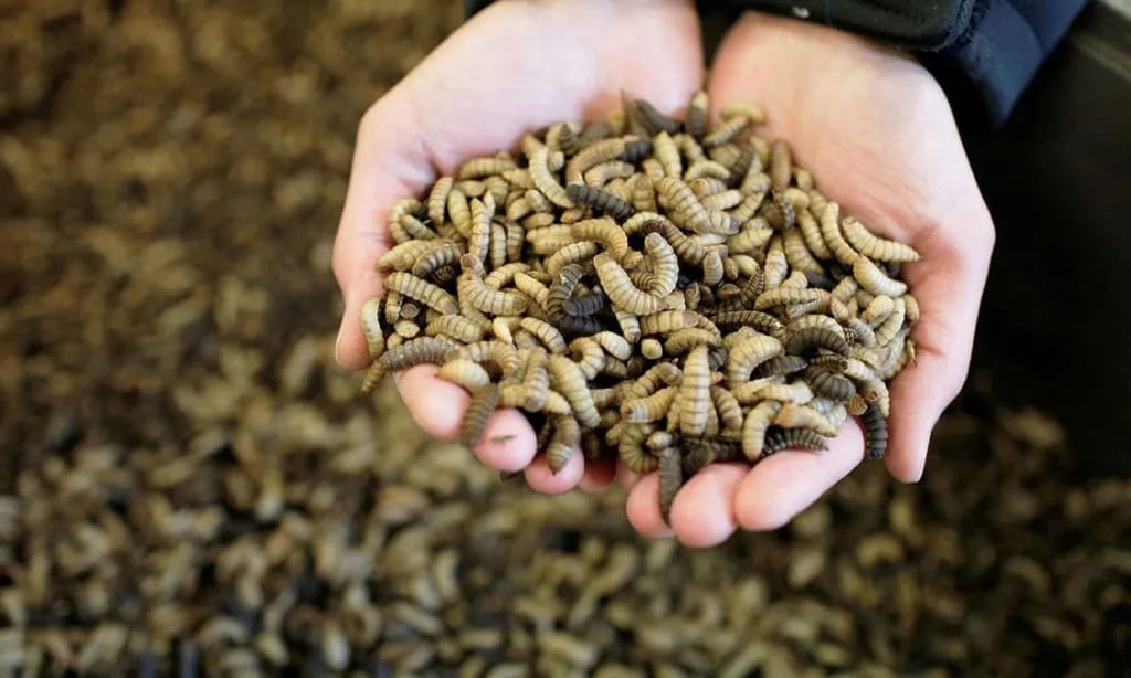 UNNES Berikan Pelatihan Budidaya Maggot untuk Pengolahan Sampah Organik