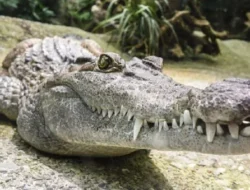 Perbedaan Buaya dan Aligator, Serupa Tapi Tak Sama