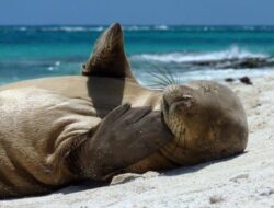 Jangan Keliru! Ini Bedanya Anjing Laut dengan Singa Laut