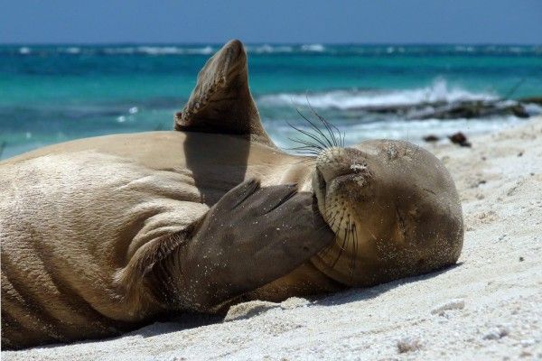 Jangan Keliru! Ini Bedanya Anjing Laut dengan Singa Laut