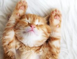 Disebut Bisa Bermimpi, Apa Isi Mimpi Kucing?