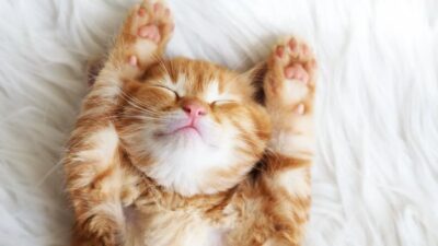 Disebut Bisa Bermimpi, Apa Isi Mimpi Kucing?
