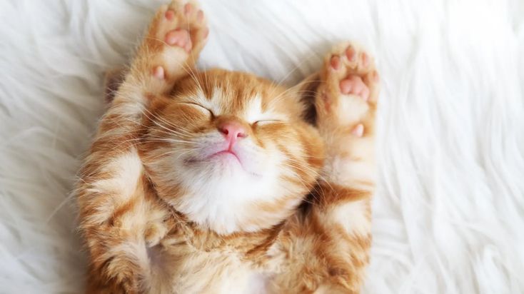 Disebut Bisa Bermimpi, Apa Isi Mimpi Kucing?