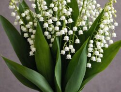 Anti Bau! 8 Tanaman Pengharum Ruangan Ini Patut Dicoba