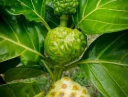 Buah Penyembuh Berbagai Penyakit, Berikut Fakta Menarik Mengkudu