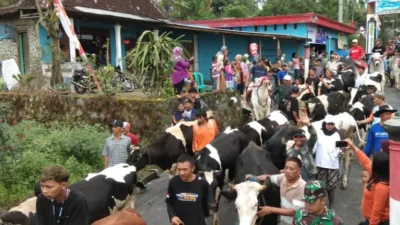 Uniknya Tradisi Bakdan Sapi Boyolali, Kirab Sapi Berhias Ketupat