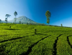 Pesona Kebun Teh Bedakah Wonosobo di Tengah 6 Gunung Menawan