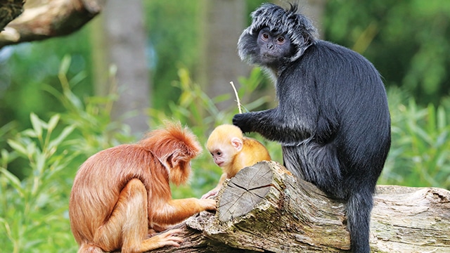 Mengenal 10 Hewan Endemik Jawa Tengah yang Harus Dilestarikan