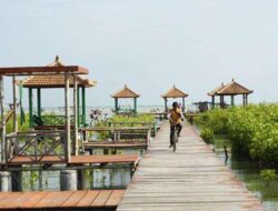 Eksplorasi Pesona Ekowisata Hutan Mangrove Pasar Banggi