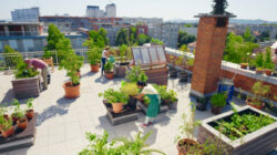 Fenomena Urban Farming : Solusi Hijau di Tengah Kota