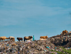 Waspada! Mikroplastik dalam Makanan Jadi Ancaman Nyata