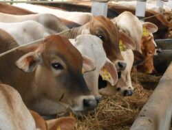 Memaknai Iduladha sebagai Momentum Pengorbanan dan Kebersamaan