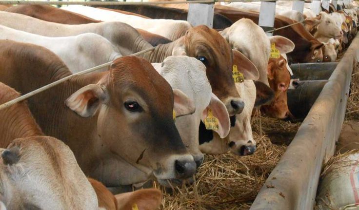 Memaknai Iduladha sebagai Momentum Pengorbanan dan Kebersamaan