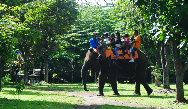 4 Rekomendasi Wisata Kebun Binatang Jawa Tengah