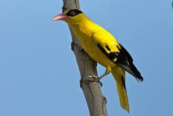 Cantiknya Kepodang Kuduk Hitam, Fauna Identitas Jawa Tengah