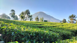 Kebun Teh Panama: Wisata Favorit di Wonosobo