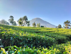 Kebun Teh Panama: Wisata Favorit di Wonosobo