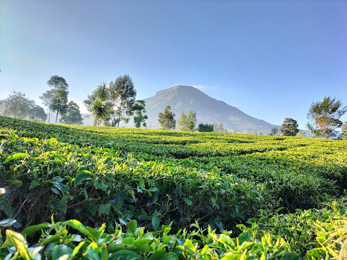 Kebun Teh Panama: Wisata Favorit di Wonosobo
