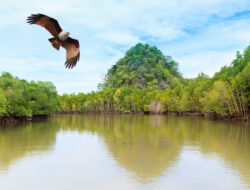 Semarang Mangrove Center: Upaya Konservasi Mangrove Berbasis Komunitas