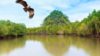Semarang Mangrove Center: Upaya Konservasi Mangrove Berbasis Komunitas