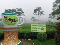 Sejarah Kebun Teh Kaligua Brebes, Lestari Sejak Era Belanda