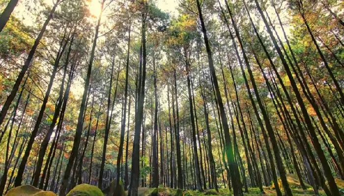 Wisata Alam Semarang: Hutan Pinus Tiamo, Surga Tersembunyi