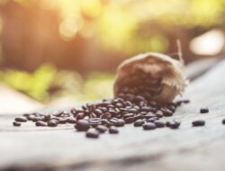 Kopi Premium Jawa Tengah: Kopi Pagergunung dari Wonosobo