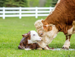 Tradisi Unik Masyarakat Jawa Sambut Kelahiran Sapi
