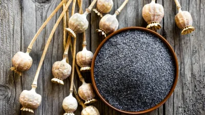 Jejak Opium di Jawa: Dari Komoditas Kolonial hingga Dampak Sosial
