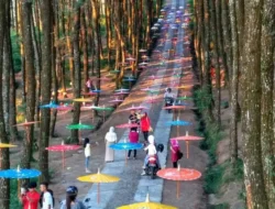 Pesona Tersembunyi Hutan Pinus Kragilan Magelang