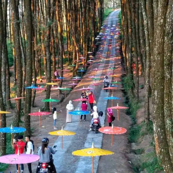 Pesona Tersembunyi Hutan Pinus Kragilan Magelang
